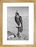 Portrait of a peregrine falcon ...
