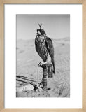 Portrait of a peregrine falcon ...