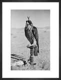 Portrait of a peregrine falcon ...