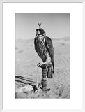 Portrait of a peregrine falcon ...