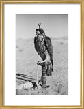 Portrait of a peregrine falcon ...