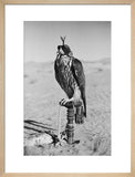 Portrait of a peregrine falcon ...