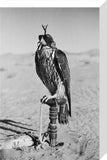 Portrait of a peregrine falcon ...