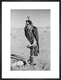 Portrait of a peregrine falcon ...
