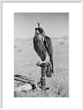 Portrait of a peregrine falcon ...