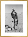 Portrait of a peregrine falcon ...