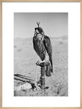 Portrait of a peregrine falcon ...