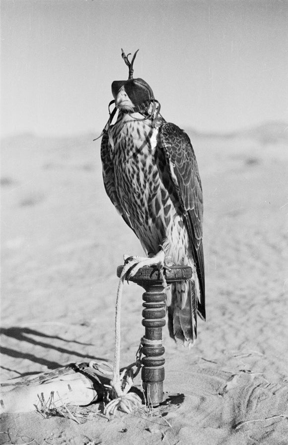 Portrait of a peregrine falcon ...