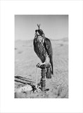 Portrait of a peregrine falcon ...