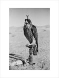 Portrait of a peregrine falcon ...
