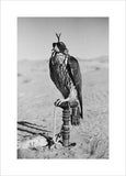 Portrait of a peregrine falcon ...