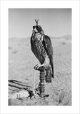 Portrait of a peregrine falcon ...