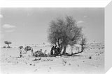 View of Wilfred Thesiger's party ...