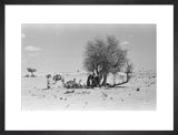View of Wilfred Thesiger's party ...