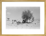 View of Wilfred Thesiger's party ...