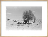 View of Wilfred Thesiger's party ...