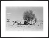 View of Wilfred Thesiger's party ...