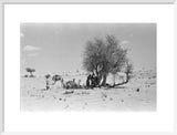 View of Wilfred Thesiger's party ...
