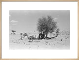 View of Wilfred Thesiger's party ...