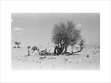 View of Wilfred Thesiger's party ...