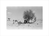 View of Wilfred Thesiger's party ...