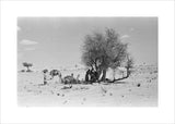 View of Wilfred Thesiger's party ...
