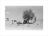 View of Wilfred Thesiger's party ...