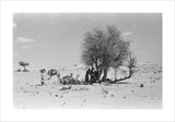 View of Wilfred Thesiger's party ...