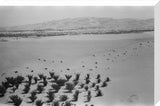 View of date palms growing ...