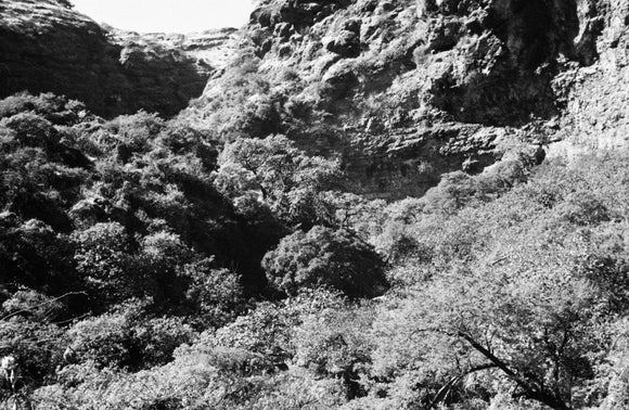 View of deciduous trees growing ...