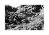 View of deciduous trees growing ...