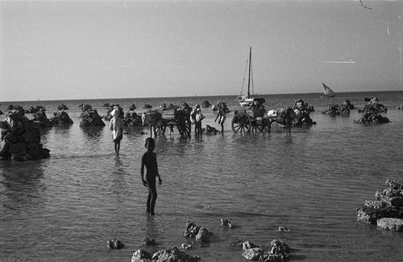 View of people collecting coral ...