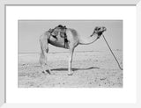 Profile portrait of a camel ...