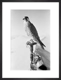 Portrait of a peregrine falcon ...