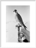 Portrait of a peregrine falcon ...