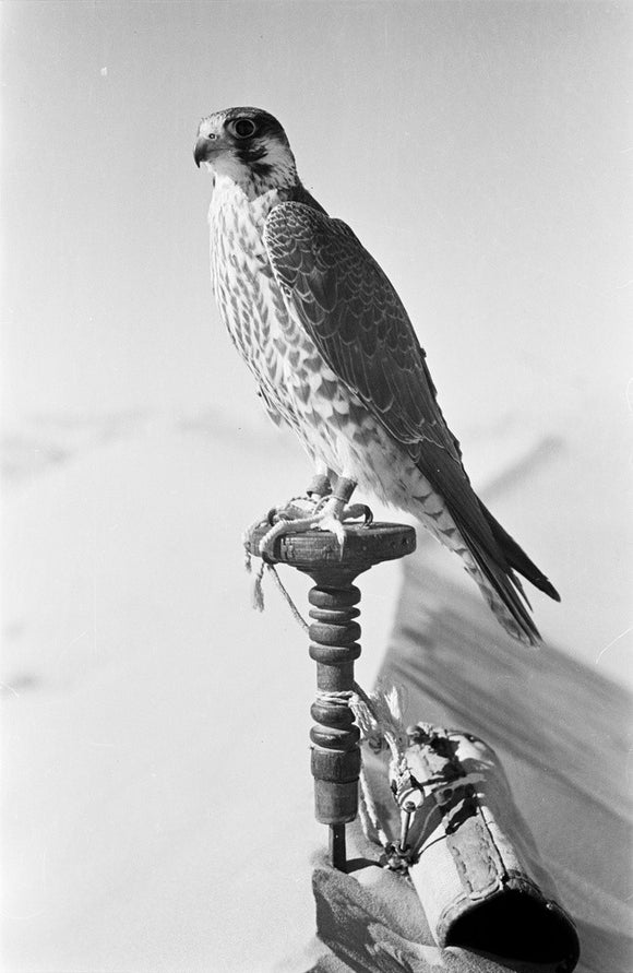 Portrait of a peregrine falcon ...