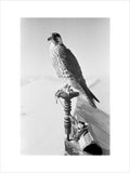 Portrait of a peregrine falcon ...