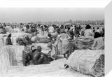 View of palm traders and ...