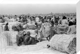 View of palm traders and ...