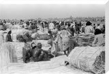 View of palm traders and ...