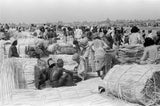 View of palm traders and ...