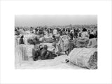 View of palm traders and ...