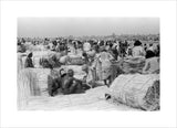 View of palm traders and ...