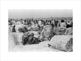 View of palm traders and ...