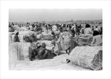 View of palm traders and ...