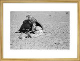 Portrait of a saker (hurr) ...
