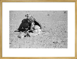 Portrait of a saker (hurr) ...