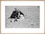 Portrait of a saker (hurr) ...