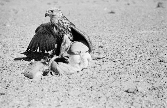 Portrait of a saker (hurr) ...