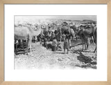 Mahra Bedouin watering camels at ...